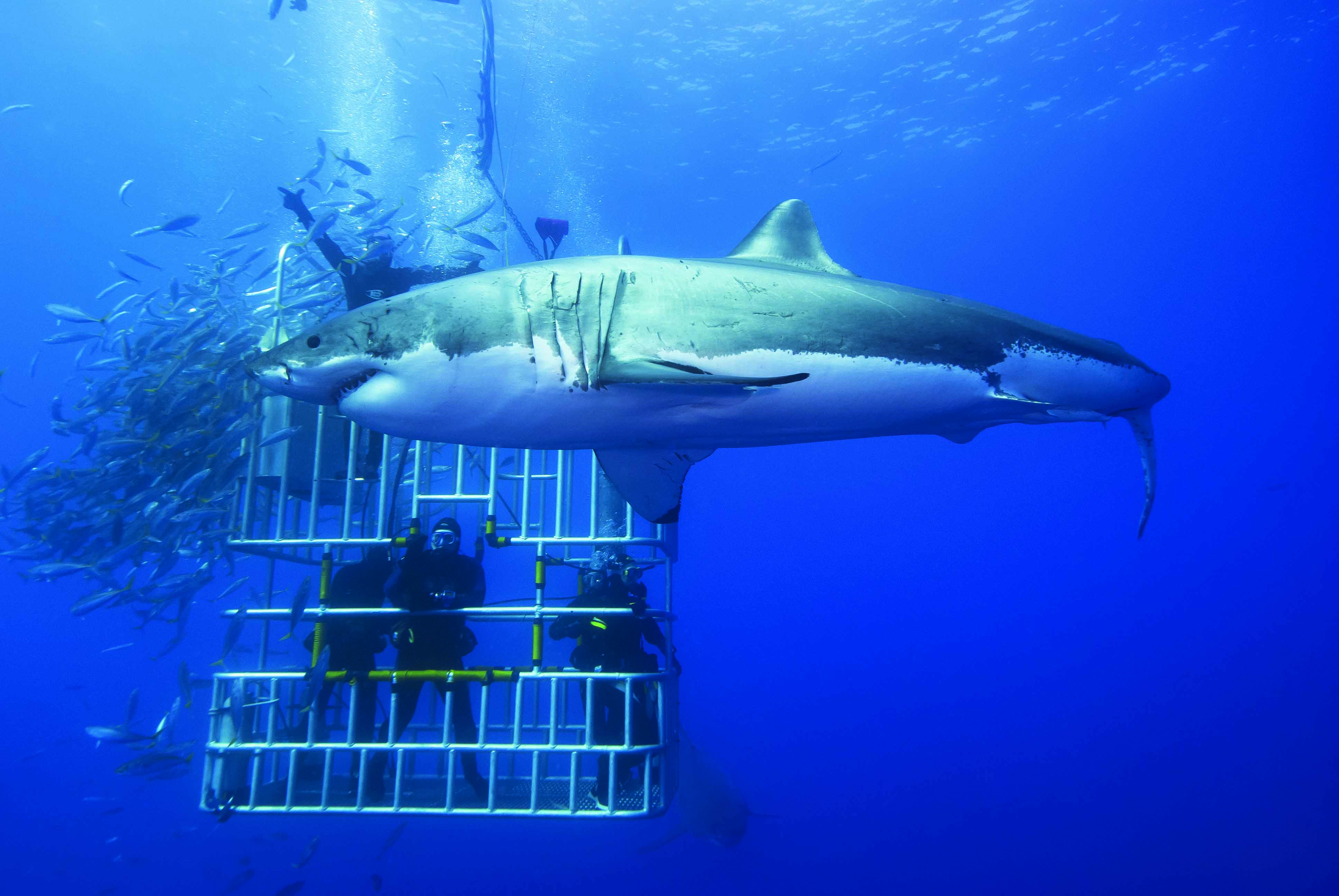 Cape Town Dive with Great Whites