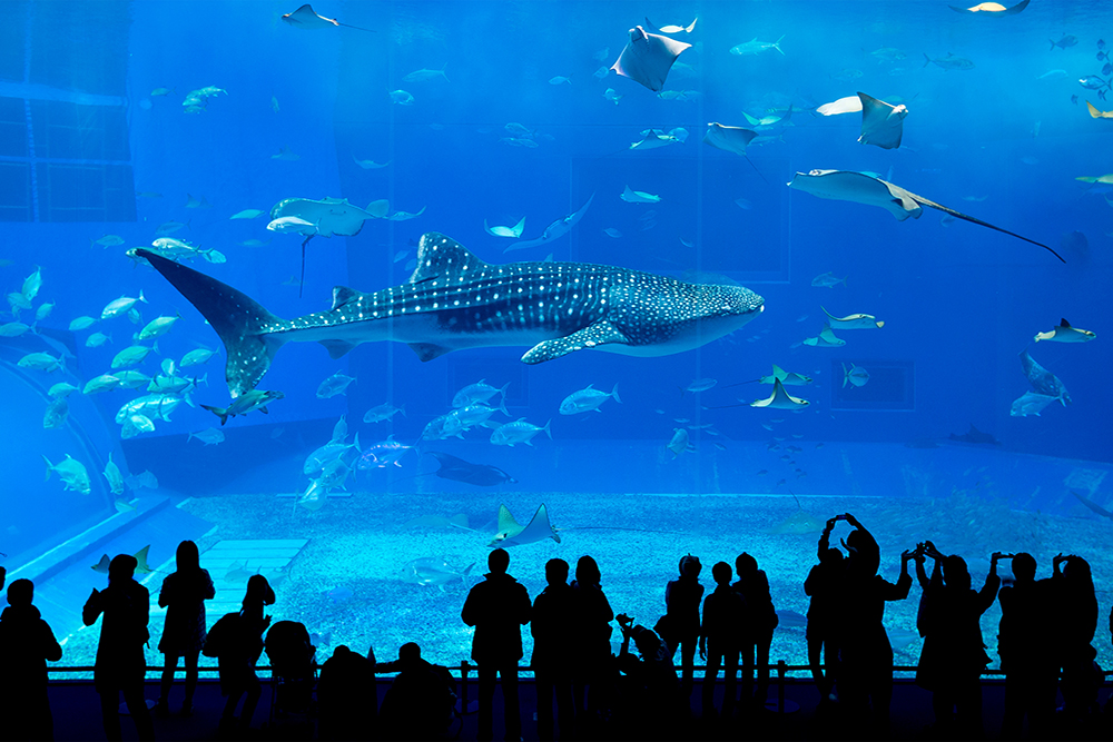 Georgia aquarium