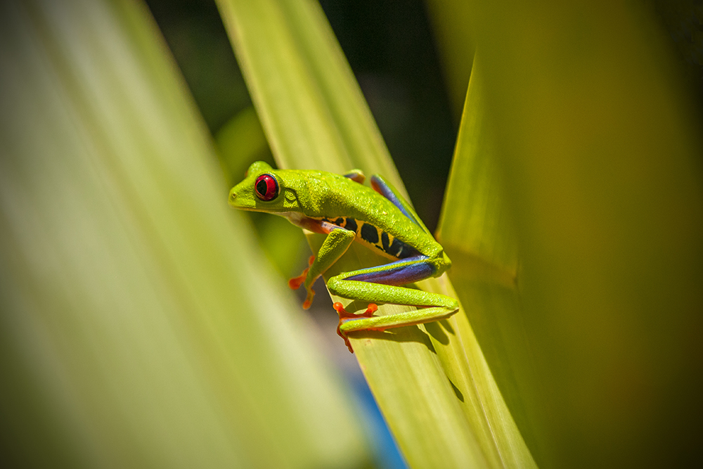 Red Eyed Tree Frog