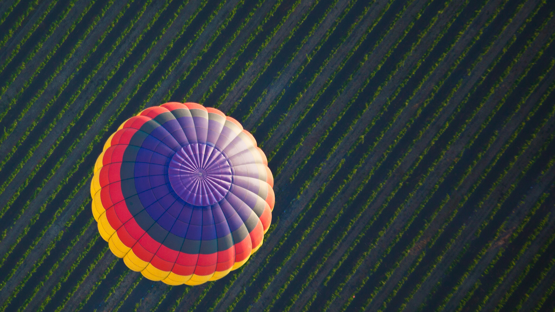 Hot air balloon over a vineyard in Yountville