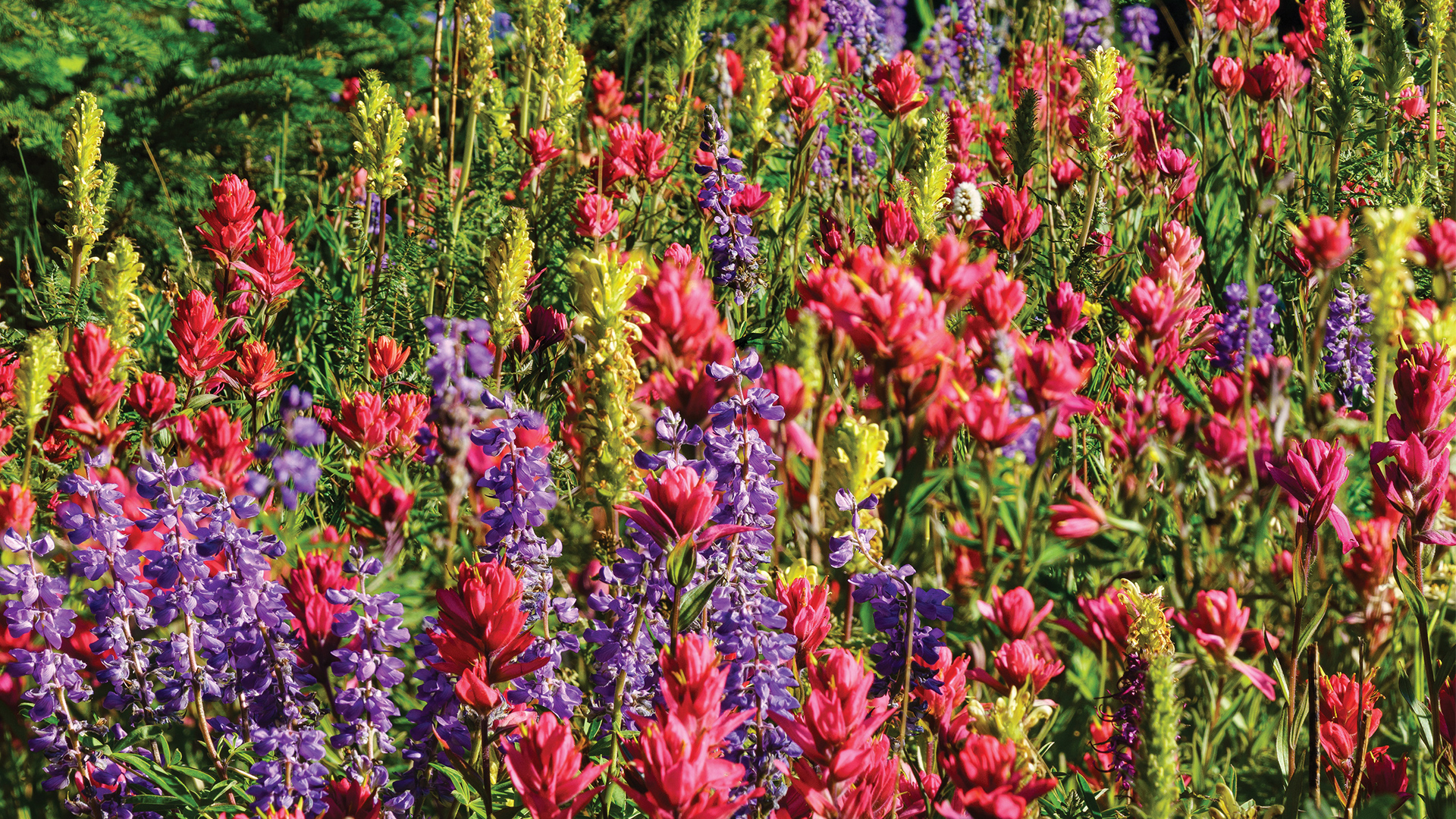 Wildflowers in the summertime