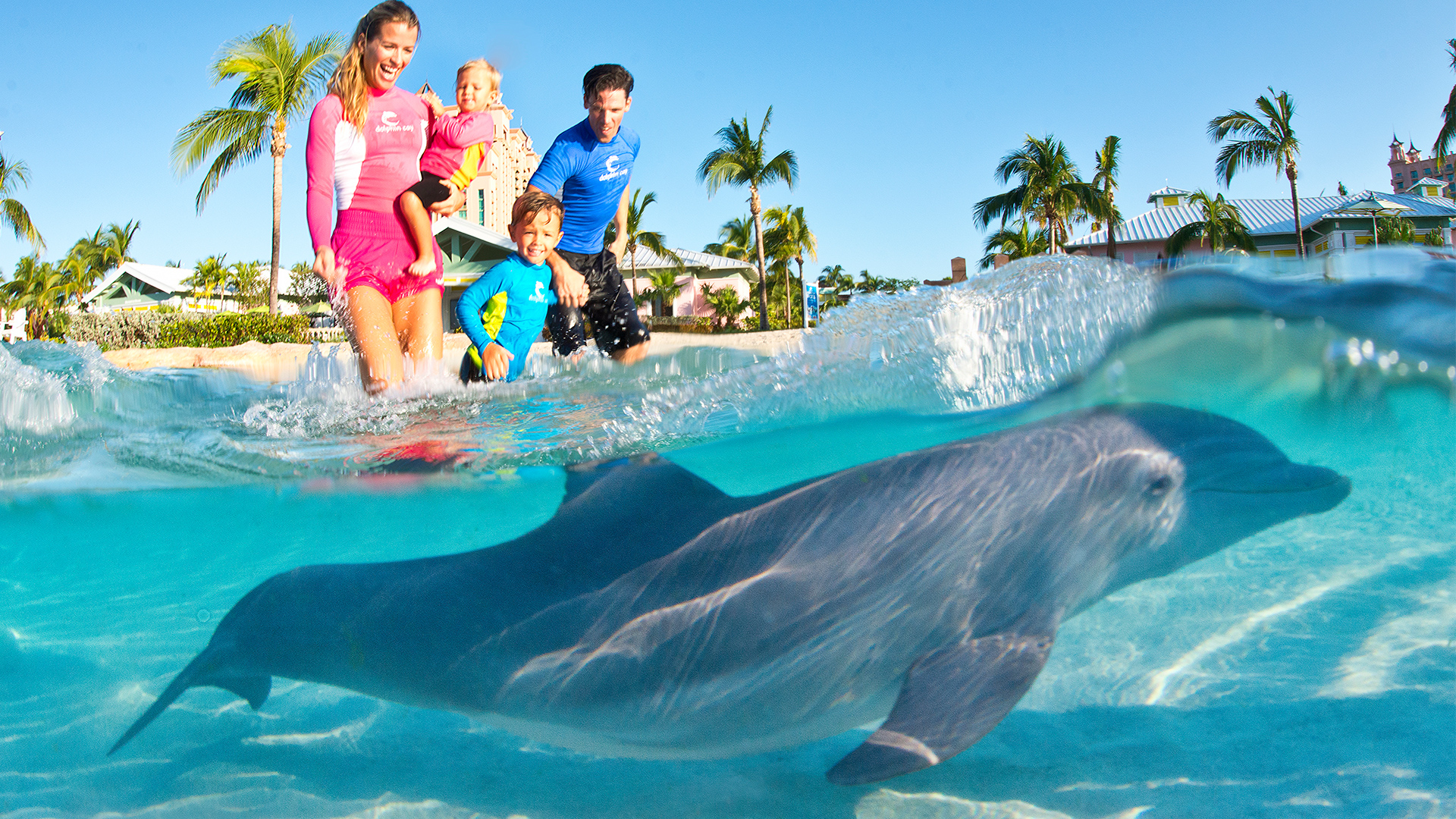 swimming with dolphins