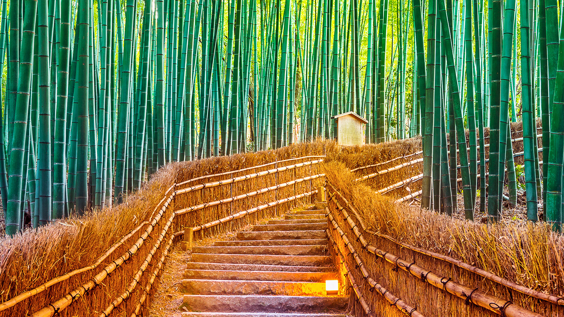 bamboo forest